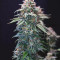 Black Ghost OG Cannabis-Samen Kaufen