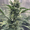 Original Auto Sour Diesel (Fast Buds) Cannabis-Samen zu verkaufen