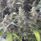 Original Auto Northern Lights (Fast Buds) Cannabis-Samen zu verkaufen