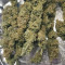 Kaufe Runtz Gum Samen feminisiert von Original Sensible Seeds