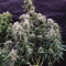 BCN Critical XXL Autoflower Cannabis-Samen Kaufen
