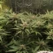 Californian Snow Auto (Fast Buds) Cannabis-Samen