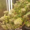 Damn Sour (GHS) Cannabis-Samen zu verkaufen