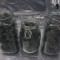 White Widow x Big Bud (Female Seeds) zu verkaufen