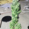 Royal Gorilla Cannabis-Samen Kaufen