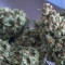 Kaufe Original Trainwreck Auto Samen feminisiert von Fast Buds