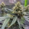 Original Auto Amnesia Haze (Fast Buds) Cannabis-Samen zu verkaufen