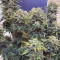 Blueberry Cheese Auto Cannabis-Samen Kaufen