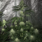 Bruce Banner #3 Cannabis-Samen Kaufen