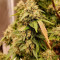 Grandaddy Purple (BlimBurn Seeds) Cannabis-Samen zu verkaufen