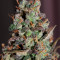 Purple Haze Auto Cannabis-Samen Kaufen