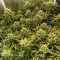 Blue Dream'matic Auto Cannabis-Samen Kaufen