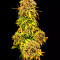 CBD Auto 20:1 (Fast Buds) Cannabis-Samen