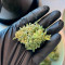 Kaufe Cherry Cola Auto (Fast Buds)