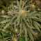Purple Punch Auto Cannabis-Samen Kaufen