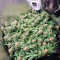 CBD Northern Lights (Seedstockers) Cannabis-Samen