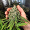 White Widow (RQS) Cannabis-Samen zu verkaufen