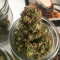Auto AK XXL Cannabis-Samen Kaufen