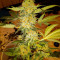 Green Crack (Humboldt Seeds Organization) Cannabis-Samen zu verkaufen