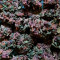 Black Cream Auto Cannabis-Samen Kaufen