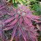 GH Cheese Cannabis-Samen Kaufen