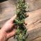 Blue Gelato 41 Cannabis-Samen Kaufen