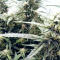 Auto Brooklyn Sunrise Cannabis-Samen Kaufen