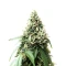 Apple Bloosom Auto (Humboldt Seed Company)