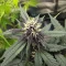 Auto Strawberry Soda (Dutch Passion)