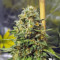 Blue Gelato 41 feminisierte Samen