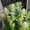 Durban Thai x C99 feminisierte Samen (Brothers Grimm Seeds)