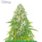 Fast Finish Bundle #1: 3x3 seeds (Mixed)