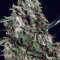 Fire OG Kush (Big Head Seeds) Cannabis-Samen