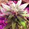 Gorilla Auto (GG#4 Original Glue Auto) (Expert Seeds) Cannabis-Samen