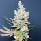 Mango Sherbert Autoflower feminisierte Samen (Humboldt Seed Company)