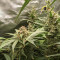 Monster Bruce Banner Auto feminisierte Samen (Monster Genetics)