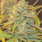 Original Auto Cheese (Fast Buds) Cannabis-Samen