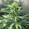 Pineapple Muffin Autoflower feminisierte Samen (Humboldt Seed Company)