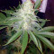 Pink Kush (Barney's Farm) Cannabis-Samen