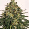 Z (Blackskull Seeds) Cannabis-Samen