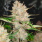West Coast O.G. Auto (Fast Buds) Cannabis-Samen