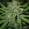 4 Assed Monkey (Mephisto Genetics) Cannabis-Samen