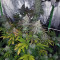 Acid Dough (Ripper Seeds) Cannabis-Samen