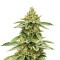 Auto Ghost OG (Original Sensible Seeds) Cannabis-Samen