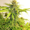 Critical 47 (Positronics Seeds) Cannabis-Samen