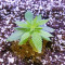 Dogstar Dawg (Big Head Seeds) Cannabis-Samen