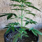 Girl Scout Cookies Auto (Original Sensible Seeds) Cannabis-Samen