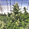 Gorilla Cookies (Big Head Seeds) Cannabis-Samen