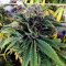 Grape Inferno regular (TGA Subcool Seeds / SubCool’s The Dank) Cannabis-Samen