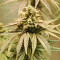 NYC Diesel (Zambeza Seeds) Cannabis-Samen